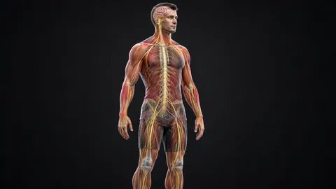 Man standing with the brain, spinal cord and nerves shown, and widespread tender areas over the shoulders, back and hips