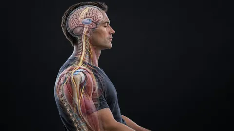 Side profile of a calm man with the brain, spinal cord and nerves shown