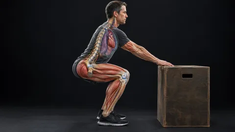 Man squatting to a box with the leg muscles, heart and lungs shown